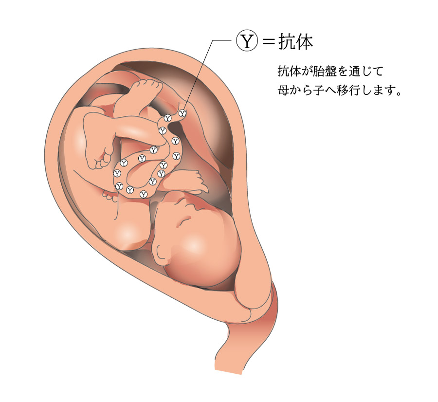母体から子への抗体移行イメージ